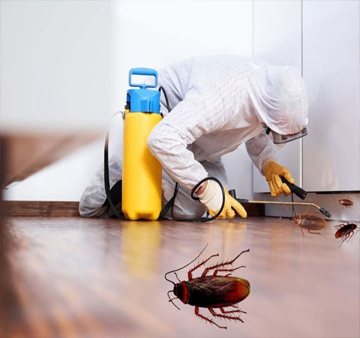 Cockroach Control Treatment