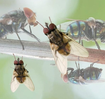 Fly Control Treatment