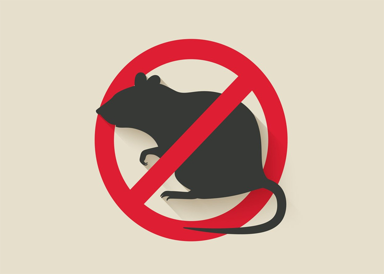 Rodent Control Service in Ghaziabad