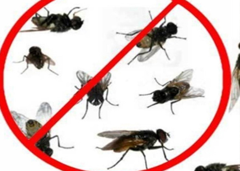 Fly Pest Control Service